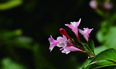 海仙花的养护方法有哪些?