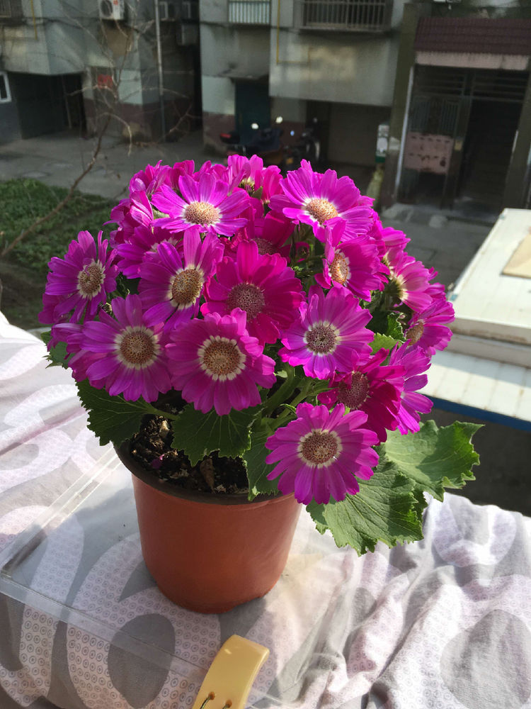 此盆栽植物，花大色艳，漂亮似牡丹，花香浓，花期长，还可做盆景