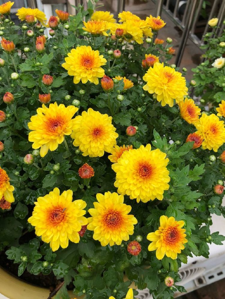 此盆栽植物，花大色艳，漂亮似牡丹，花香浓，花期长，还可做盆景