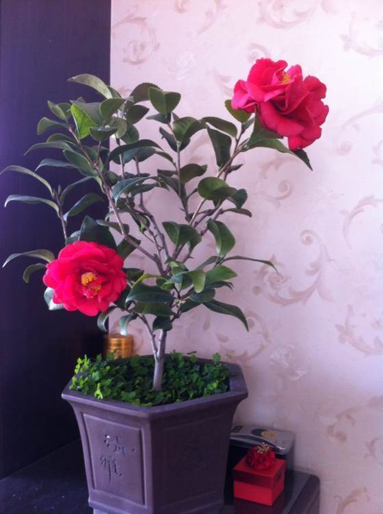 此盆栽植物，花大色艳，漂亮似牡丹，花香浓，花期长，还可做盆景