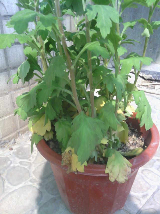 初秋菊花仔细管理，开花拳头大花期长，养成盆景更具观赏性