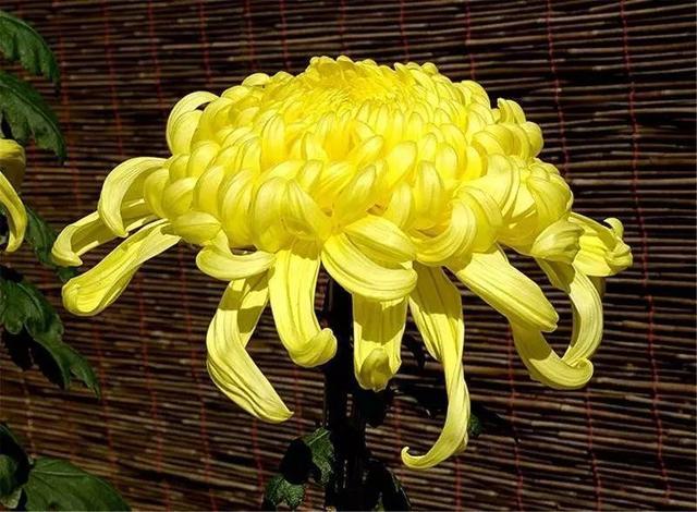 初秋菊花仔细管理，开花拳头大花期长，养成盆景更具观赏性