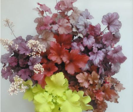 矾根还能开花?养护注意这些点,叶片色彩斑斓,花朵如铃铛,超美