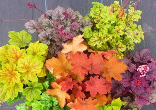 矾根还能开花?养护注意这些点,叶片色彩斑斓,花朵如铃铛,超美