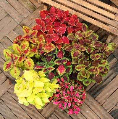 矾根还能开花?养护注意这些点,叶片色彩斑斓,花朵如铃铛,超美