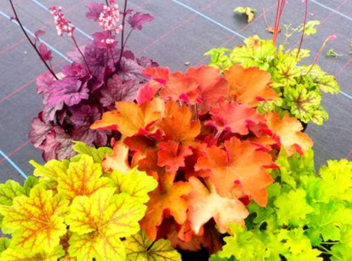 矾根还能开花?养护注意这些点,叶片色彩斑斓,花朵如铃铛,超美