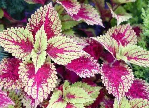 矾根还能开花?养护注意这些点,叶片色彩斑斓,花朵如铃铛,超美