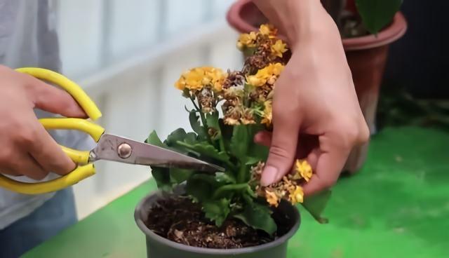 8月长寿花养护,有2件事“赶紧做”,不然入秋就光秃秃了