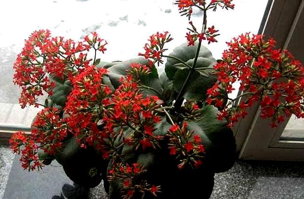 8月长寿花养护,有2件事“赶紧做”,不然入秋就光秃秃了