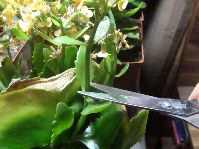 8月长寿花养护,有2件事“赶紧做”,不然入秋就光秃秃了