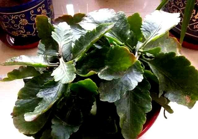 8月长寿花养护,有2件事“赶紧做”,不然入秋就光秃秃了