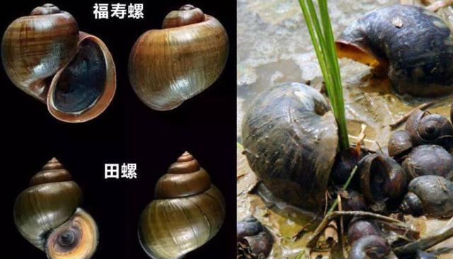 又一外来物种入侵，这次中国吃货也“无能为力”，于是家禽齐上阵