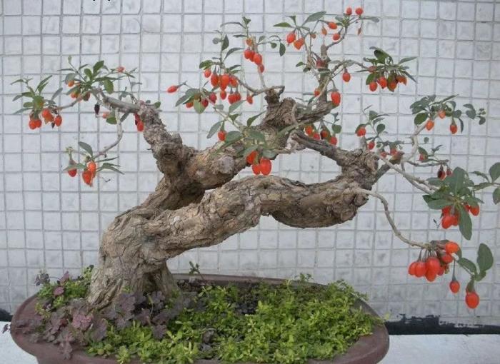 盆栽枸杞养护时要注意什么?