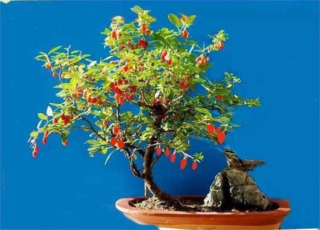 盆栽枸杞养护时要注意什么?