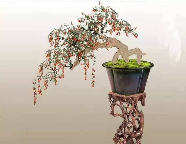 盆栽枸杞养护时要注意什么?