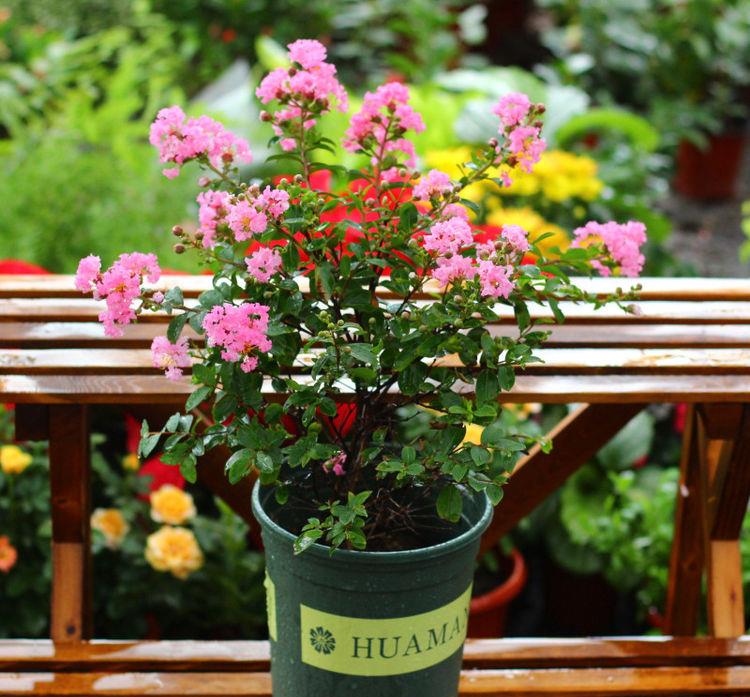 花期超长的植物,花开百日不谢,花叶俱美,养护容易,还可做盆景