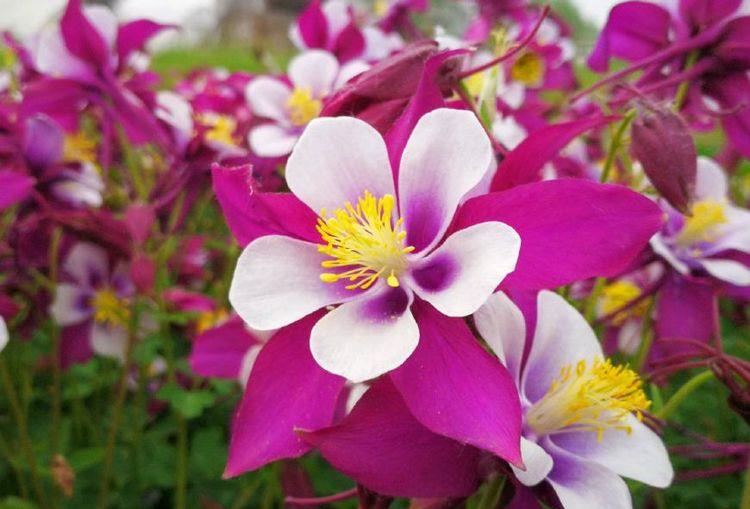 花期超长的植物,花开百日不谢,花叶俱美,养护容易,还可做盆景