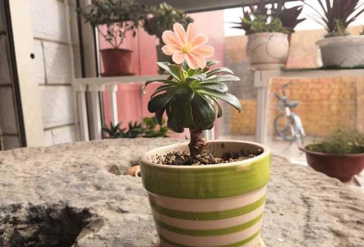 花期超长的植物,花开百日不谢,花叶俱美,养护容易,还可做盆景