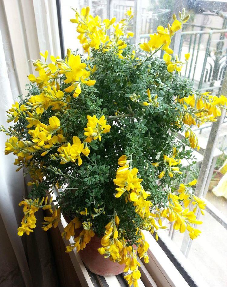 花期超长的植物,花开百日不谢,花叶俱美,养护容易,还可做盆景