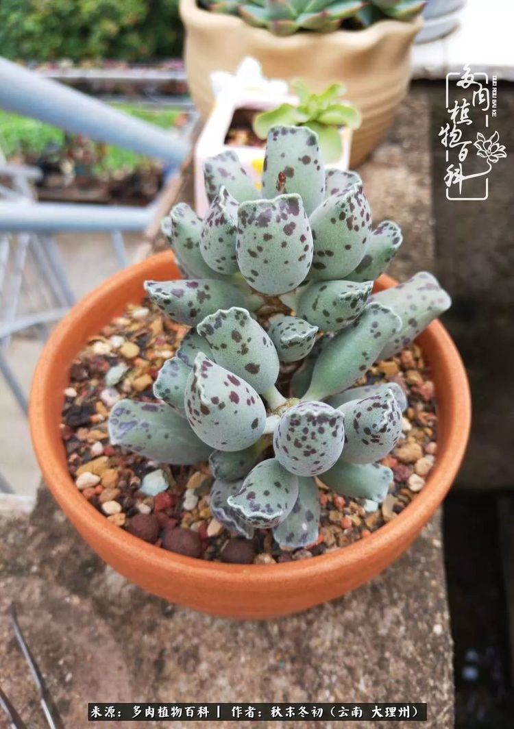 夏天，喝足雨水的宝贝们：雨季前后的多肉对比