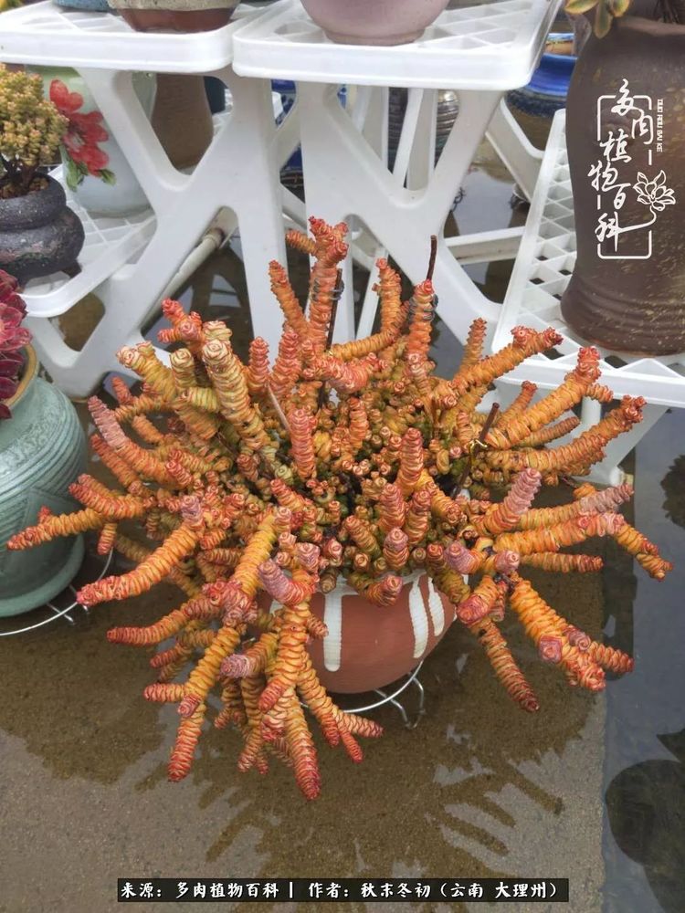 夏天，喝足雨水的宝贝们：雨季前后的多肉对比