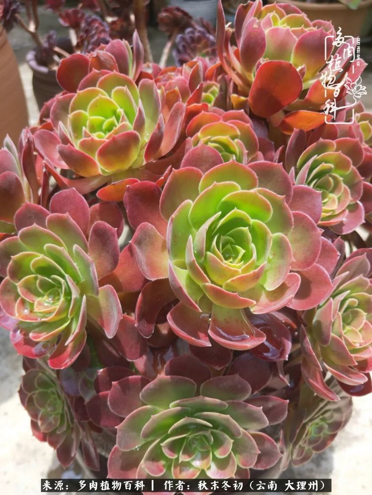 夏天，喝足雨水的宝贝们：雨季前后的多肉对比