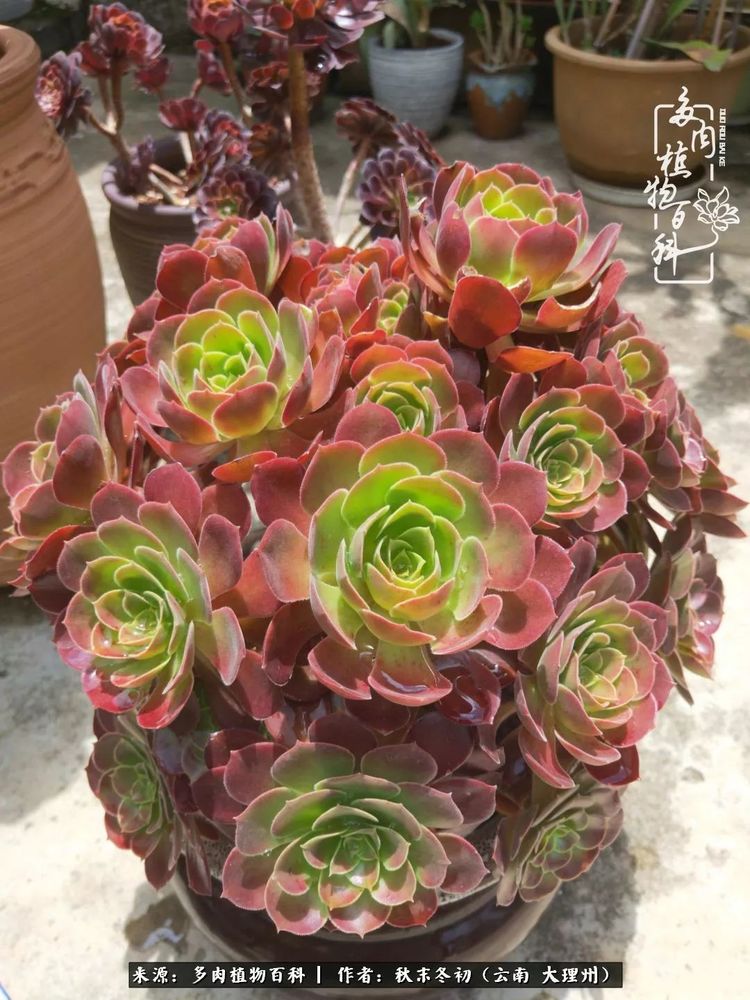 夏天，喝足雨水的宝贝们：雨季前后的多肉对比