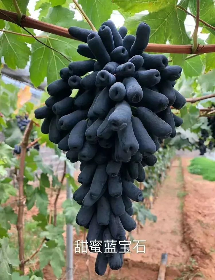 夏天，喝足雨水的宝贝们：雨季前后的多肉对比