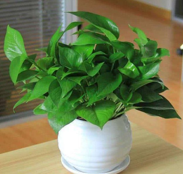 适合养护在办公区域的植物,净化空气、缓解疲劳样样行!