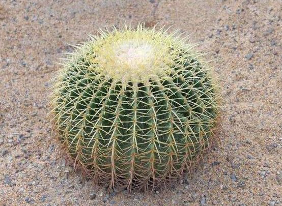 适合养护在办公区域的植物,净化空气、缓解疲劳样样行!