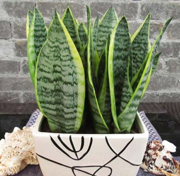 适合养护在办公区域的植物,净化空气、缓解疲劳样样行!