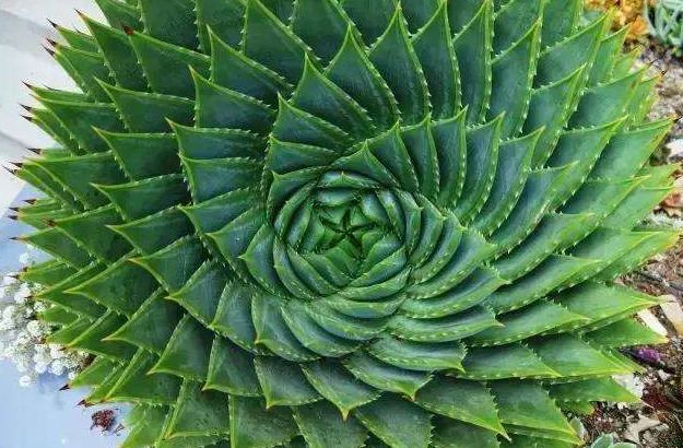 适合养护在办公区域的植物,净化空气、缓解疲劳样样行!