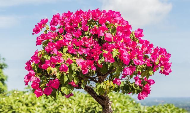 秋季盆栽李养护中应注意的几个问题