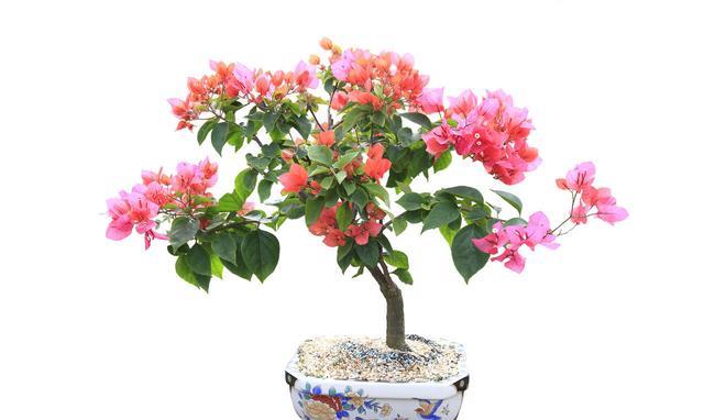 秋季盆栽李养护中应注意的几个问题