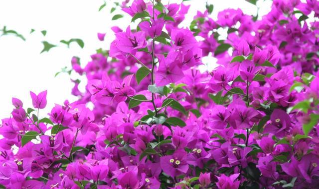 秋季盆栽李养护中应注意的几个问题