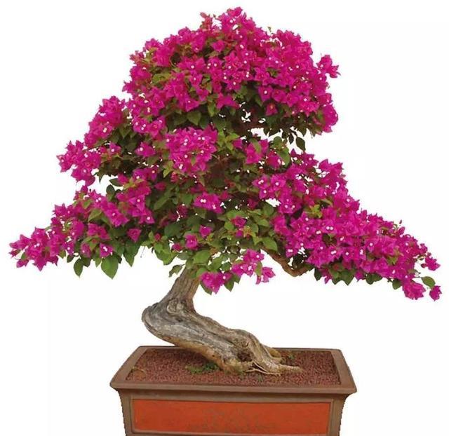 秋季盆栽李养护中应注意的几个问题