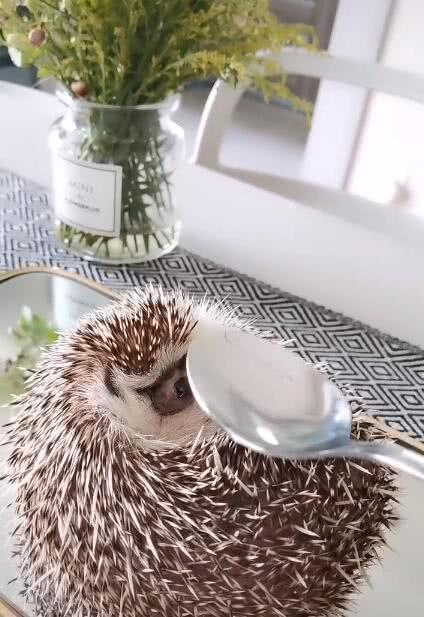 不锈钢勺子拍刺猬肚子，刺猬紧皱眉头，硬的不行，可爱极了