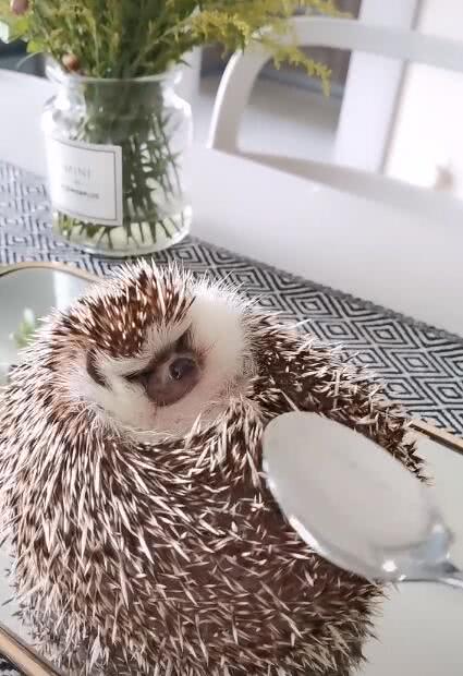 不锈钢勺子拍刺猬肚子，刺猬紧皱眉头，硬的不行，可爱极了