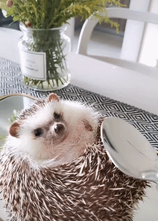 不锈钢勺子拍刺猬肚子，刺猬紧皱眉头，硬的不行，可爱极了