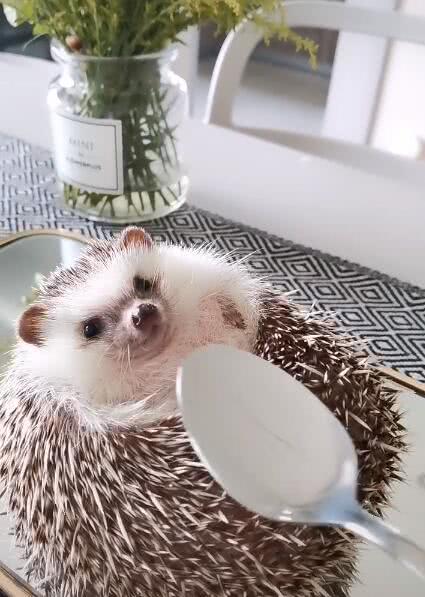 不锈钢勺子拍刺猬肚子，刺猬紧皱眉头，硬的不行，可爱极了