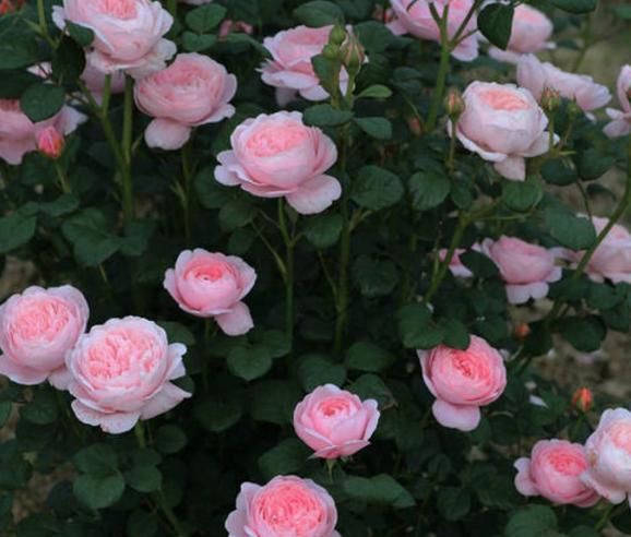 这花，融化万千少女心，花径极大，花色粉嫩，养护简单