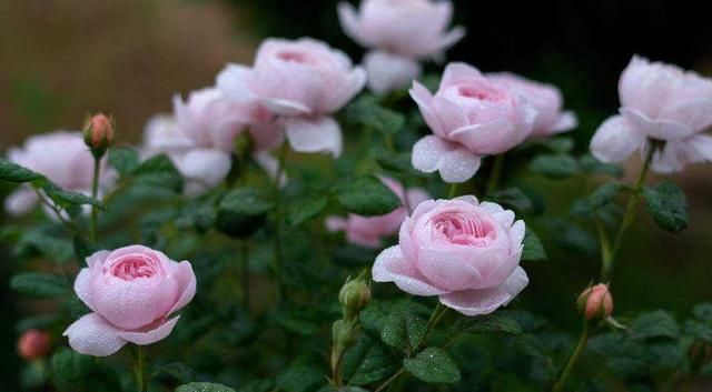 这花，融化万千少女心，花径极大，花色粉嫩，养护简单