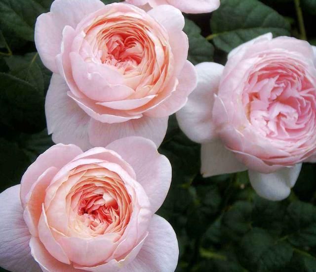 这花，融化万千少女心，花径极大，花色粉嫩，养护简单