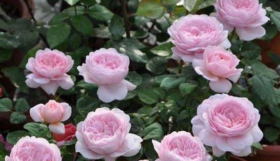 这花，融化万千少女心，花径极大，花色粉嫩，养护简单