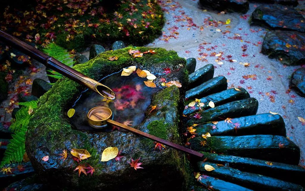 干货收藏 | 花园水景设计养护大全，让你的花园更灵动