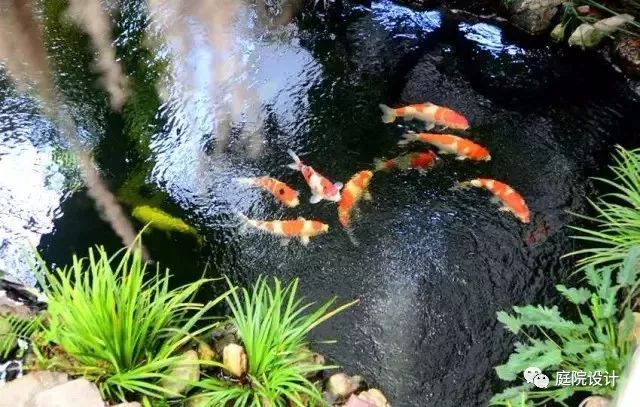 干货收藏 | 花园水景设计养护大全，让你的花园更灵动