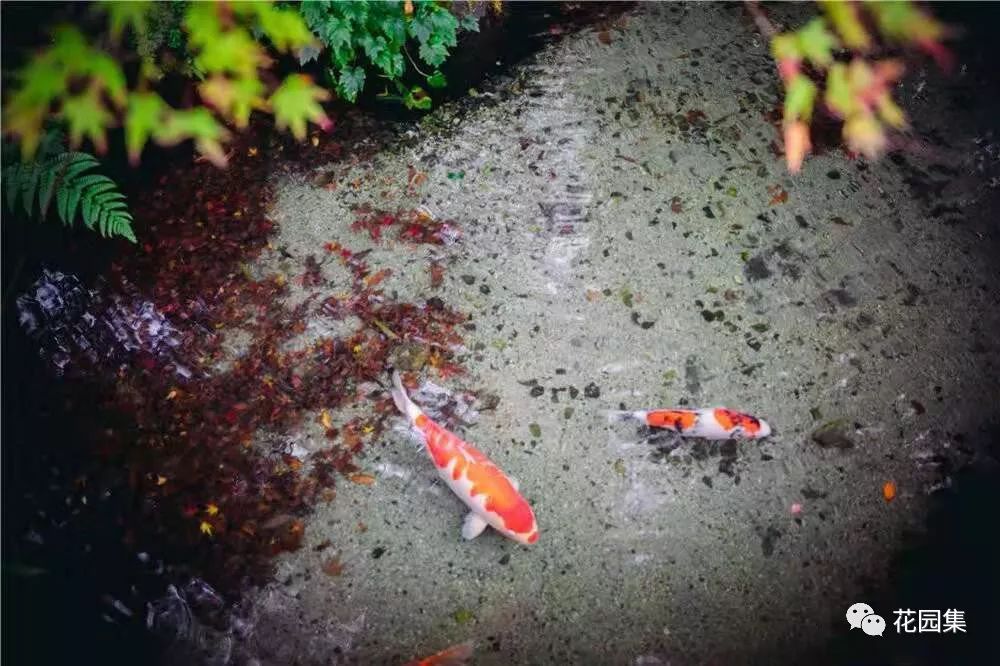 干货收藏 | 花园水景设计养护大全，让你的花园更灵动