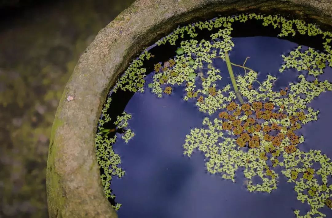 干货收藏 | 花园水景设计养护大全，让你的花园更灵动
