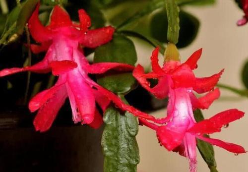 9月养蟹爪兰,掌握3个养护原则,“1适量,2少”,花苞呼呼窜