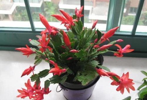 9月养蟹爪兰,掌握3个养护原则,“1适量,2少”,花苞呼呼窜